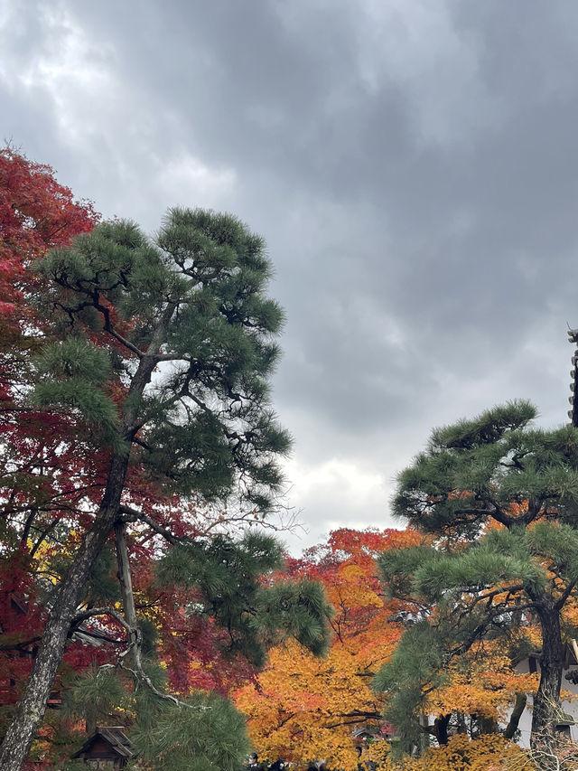 ใบไม้เปลี่ยนสีที่ Jojakkoji Temple Kyoto