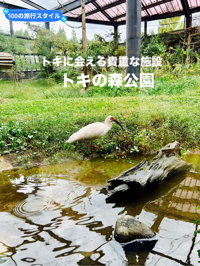 【新潟県】トキ会える「トキの森公園」