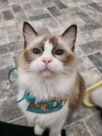 🐱🐈명동 사랑과 빛이 가득한 고양이 카페, 루프캣미