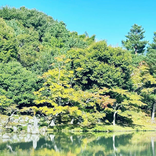 Crimson Dreams: Autumn Red Leaves in Arashiyama Bamboo Forest 🇯🇵