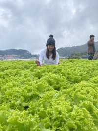 Strawberry Farm, Benguet ✨