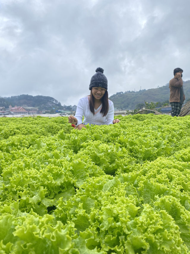 Strawberry Farm, Benguet ✨