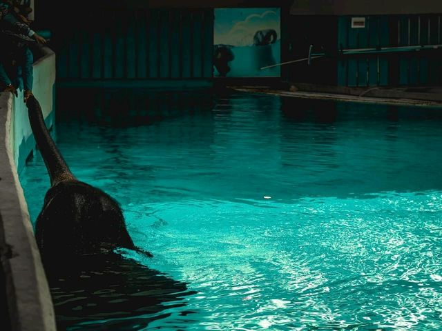 Aquarium สวนสัตว์เขาเขียว โชว์ช้างว่ายน้ำ 