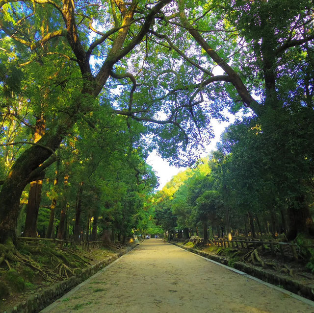 【奈良】春日神鹿とともに春日大社へ🦌⛩