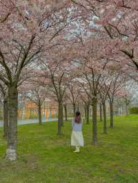 덴마크 코펜하겐🇩🇰 벚꽃 맛집 Langelinie Park🌸