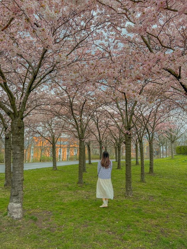 덴마크 코펜하겐🇩🇰 벚꽃 맛집 Langelinie Park🌸