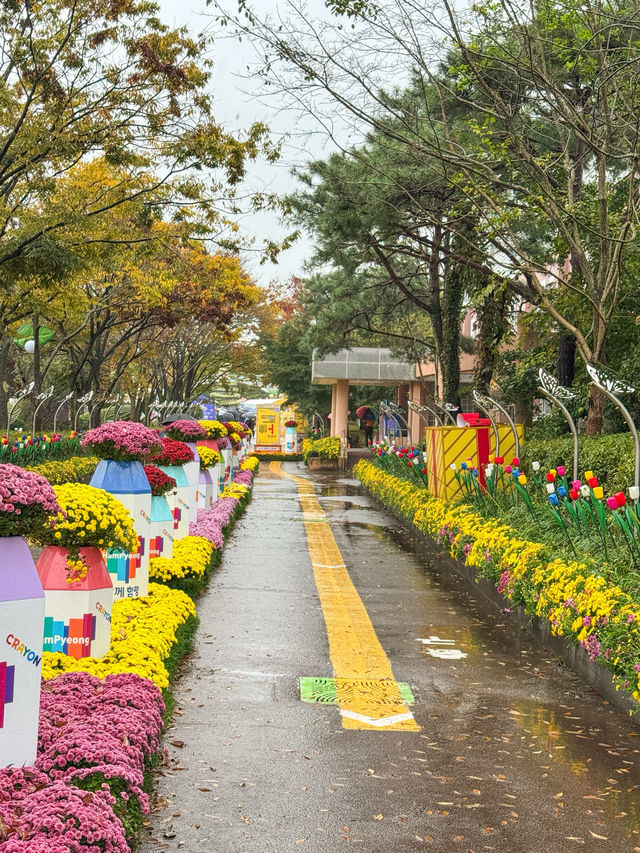 늦기 전에 꼭 가야할 ‘대한민국 국향대전’ 늦기 전에 꼭 가야할 ‘대한민국 국향대전’