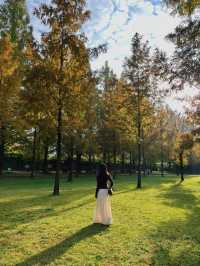 가을무드 제대로 즐기는 담양 당일치기 여행코스 🍂