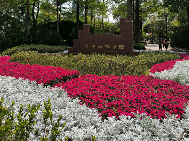 台北賞花好去處🪻大安森林公園🌺