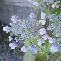邂逅一望無際的紫陽花海 