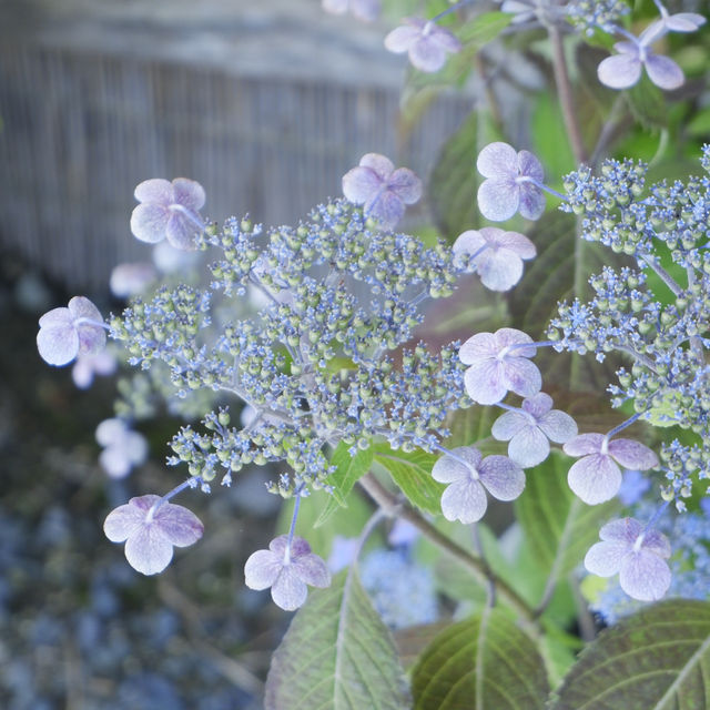 邂逅一望無際的紫陽花海 