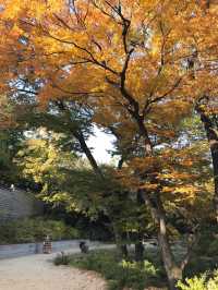 🇰🇷首爾紅葉 🍁市中心也有這麼漂亮的地方？🍂來這裡就夠！