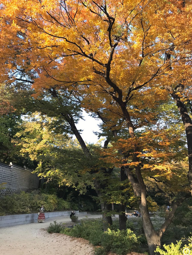🇰🇷首爾紅葉 🍁市中心也有這麼漂亮的地方？🍂來這裡就夠！