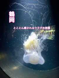 【鶴岡】桁違いの幻想的なクラゲに癒される✨