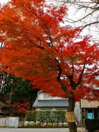 東京箱根🍁紅葉之旅🍁2天之行