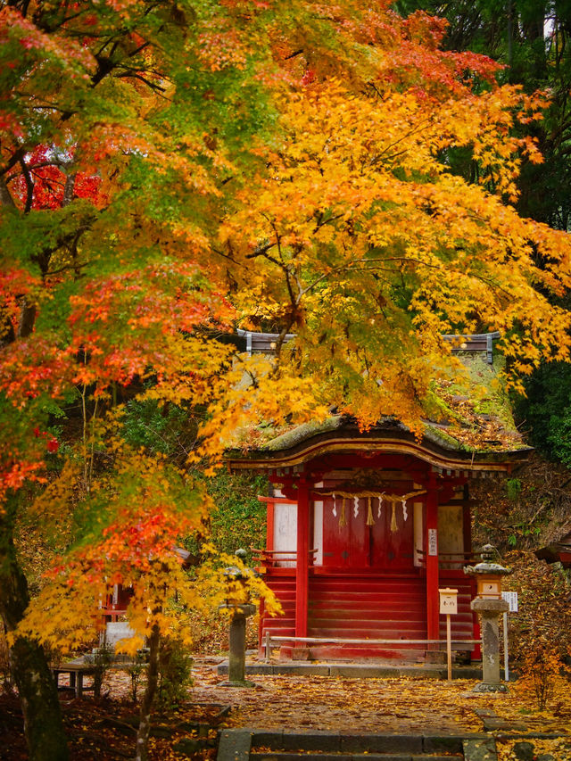 【ここ行って】飛鳥時代からの歴史が残る文化と紅葉の融合✨ここでしかできない体験情報付💡 