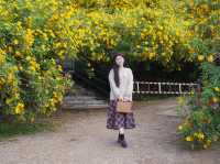 🌼 ทุ่งดอกบัวตองที่ใหญ่ที่สุดในไทยบานแล้ว