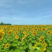 ดอกทานตะวันไร่คุณรำยอง