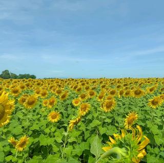 Khun Ramyong's Sunflower Field