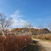 12월 첫째주 여전히 가을느낌 물씬 단풍놀이 가능한 부산 을숙도공원