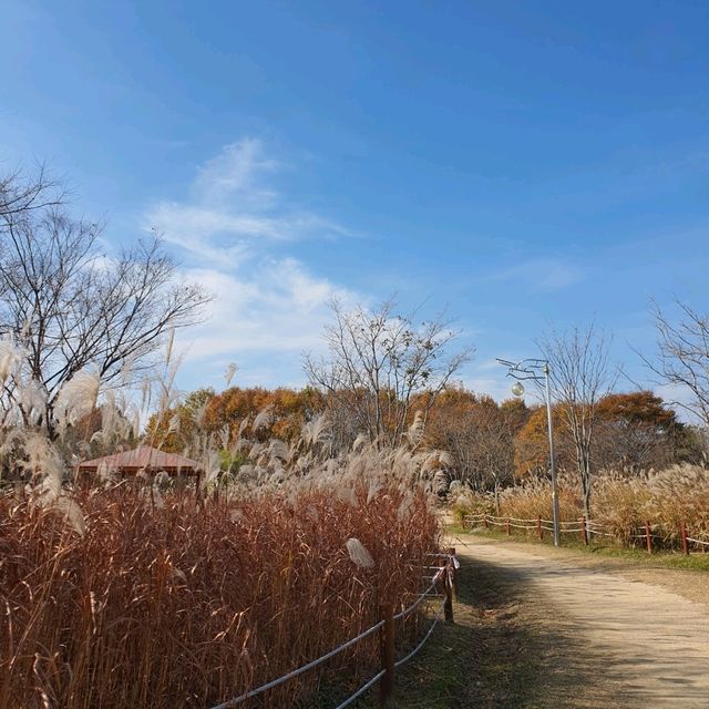 12월 첫째주 여전히 가을느낌 물씬 단풍놀이 가능한 부산 을숙도공원