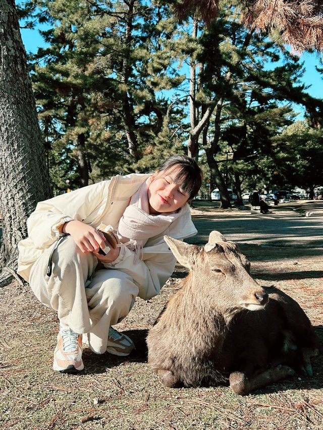 大阪｜奈良公園｜與小鹿互動🦌