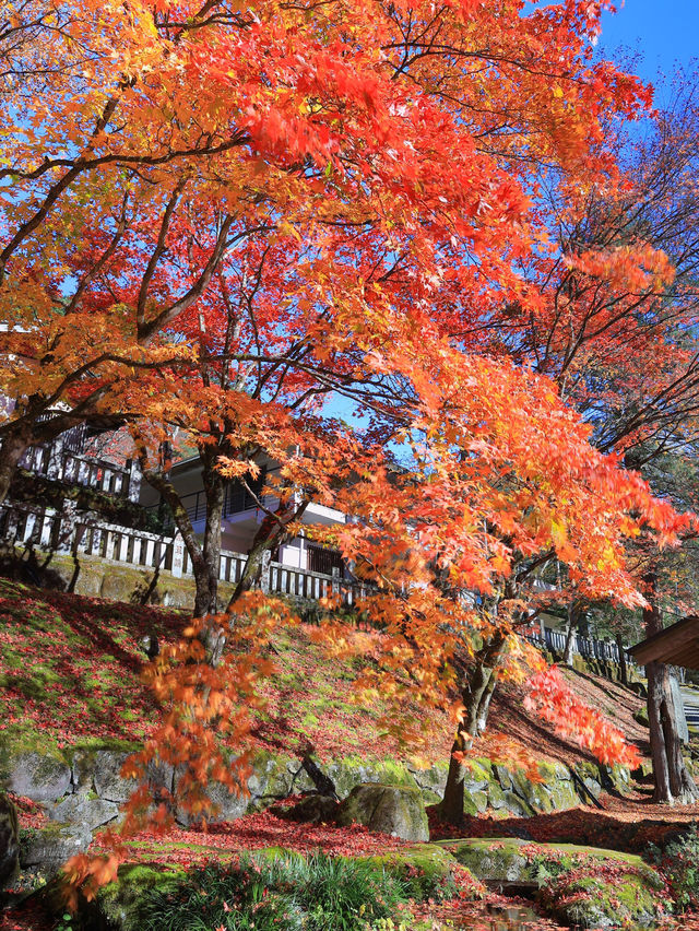 📍 【栃木】鹿沼市の彩る紅葉