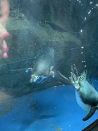 Perfect for summer! Enoshima Aquarium🐠