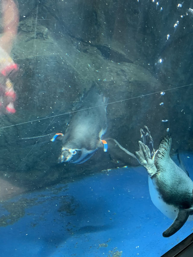 Perfect for summer! Enoshima Aquarium🐠