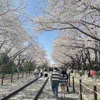 🇰🇷Jinhae : Cherry Blossom Festival🌸 (01.Apr.202
