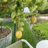 Lemon Me Farm เติมความสดชื่นกลางสวน ’เลม่อน‘