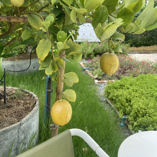 Lemon Me Farm เติมความสดชื่นกลางสวน ’เลม่อน‘