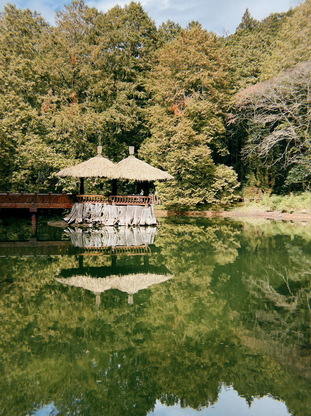 One Day Trip from Taipei to Alishan🏞️🍁