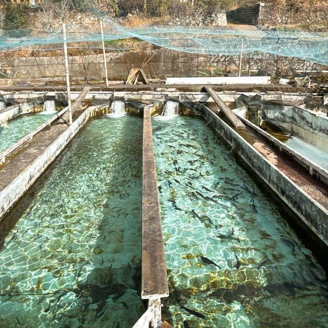 【竹田】新鮮ピチピチ✨釣った魚をその場で食べられる川魚釣り堀🐟