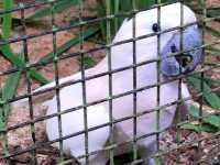 Jurong Bird Park