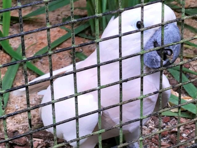 Jurong Bird Park