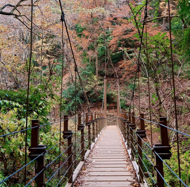 Journey Through Nature and Tradition: My Hike to Mount Takao, Japan