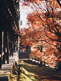 🍁 秋の東福寺で心癒されるひとときを ✨