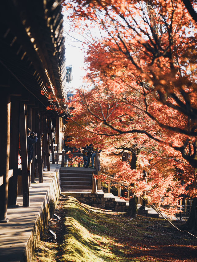 🍁 秋の東福寺で心癒されるひとときを ✨