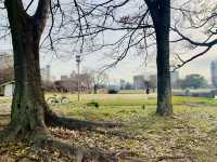 Relax in the Tranquil Parks Near Osaka Castle