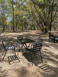 SHADE IN THE WOODS | 