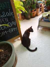 Finding Peace in a Hidden Green Cafe