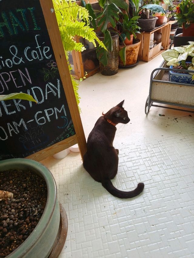 Finding Peace in a Hidden Green Cafe