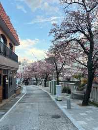 ซากุระ 2025 ที่ Atami Shizuoka 🌸