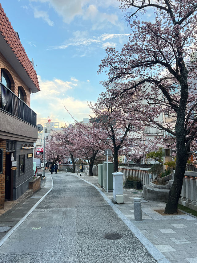 ซากุระ 2025 ที่ Atami Shizuoka 🌸