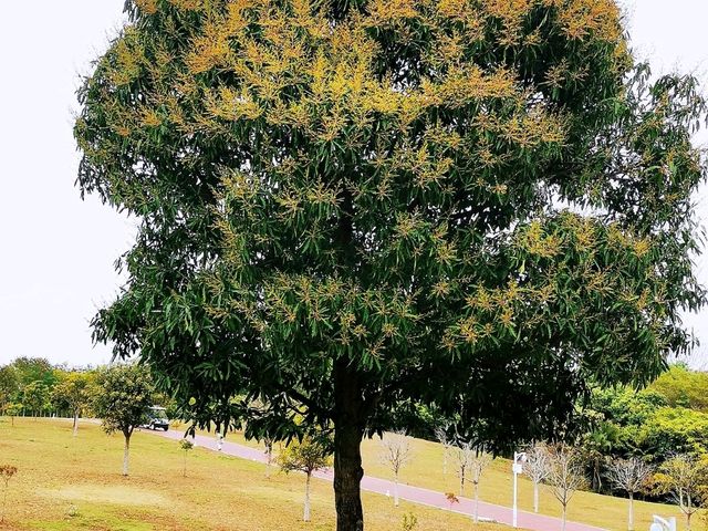 陌上花園浪漫花海