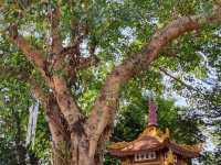 河內西湖上的鎮國古寺 