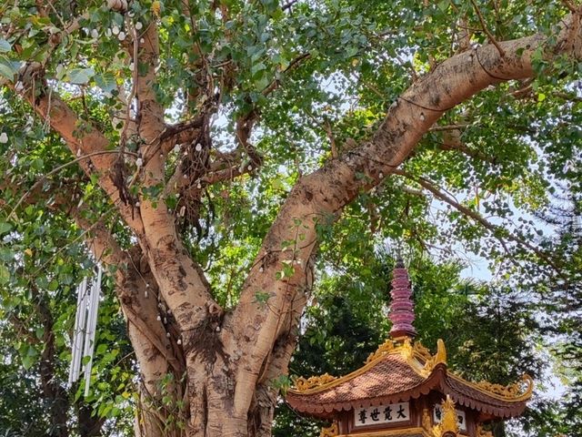 河內西湖上的鎮國古寺 