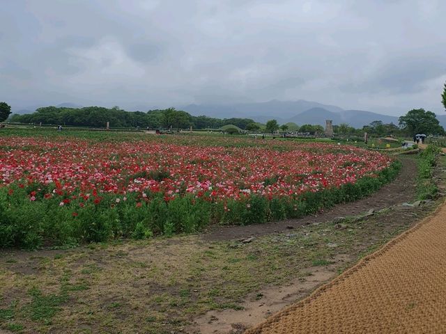 🌺 경주 황리단길, 꽃 가득한 감성거리에서 인생샷 찍기! 📸