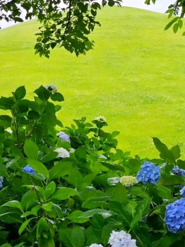 あじさいの時期に１度は行きたいスポット